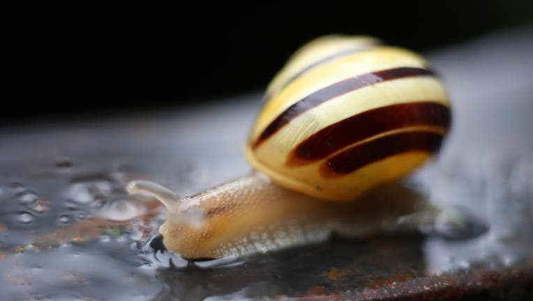 Snail in the rain