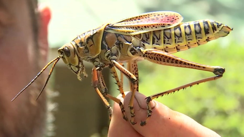 Eastern Lubber Grasshopper