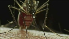 Why mosquito season is getting worse