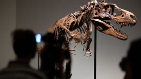 Sotheby's to auction off 76 million-year-old dinosaur skeleton in New York