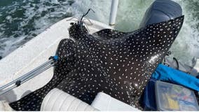 In Alabama, rare 400-pound spotted eagle ray jumps into boat, gives birth