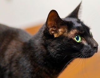 AP_Massport_cat_captured
