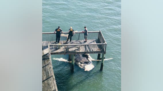 Body of humpback whale washes up in Cape May County