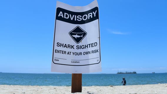 Could this be the reason for the recent shark sightings?