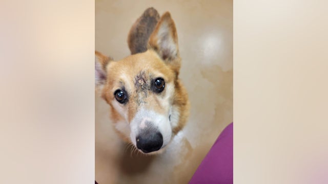 'Lucky to be alive': Arthur the corgi survives after being shot in the head, Pennsylvania SPCA says