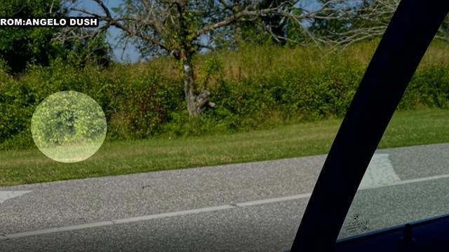 Bear spotted near a Wawa in Logan Township, N.J.