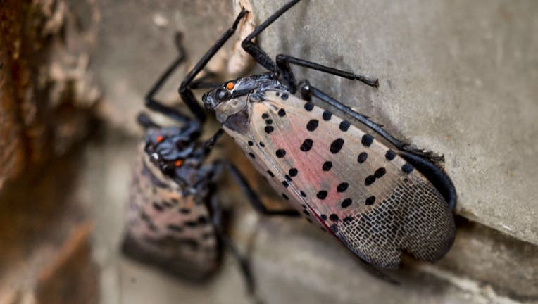 Adult Spotted Lanterfly In Reading Pennsylvania