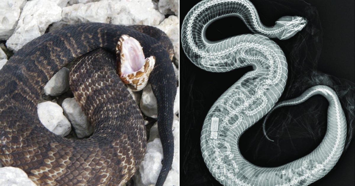 ZooMiami X-ray shows invasive python — and its tracking transmitter ...