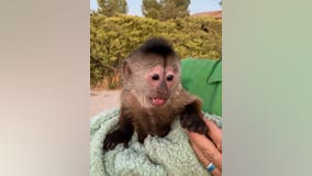 Monkey at California zoo calls 911: 'monkey see, monkey do'