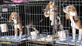 Local animal shelter receives nearly two dozen beagles rescued from mass breeding facility