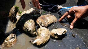 Tiny oysters play big role in stabilizing eroding shorelines