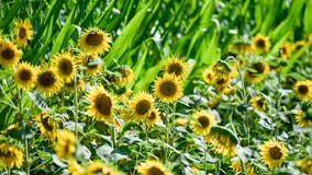 Enjoy scenic fields, live music at Shady Brook Farm's sunflower festivals every Saturday in August