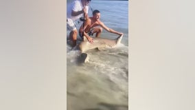 'Biggest shark': Man catches 7-foot sand tiger shark on Sea Isle City beach, releases it back into the ocean