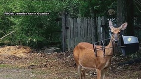 Burlington County deer appears safe; community relieved