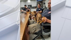 Chihuahua rescued from cliff 3 days after being reported missing