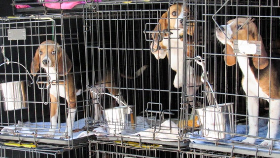 Local animal shelter receives nearly two dozen beagles rescued from mass breeding facility