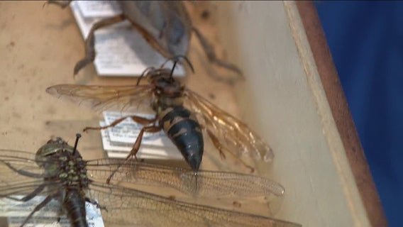 Experts say Cicada Killers aren't nearly as intimidating as they may seem