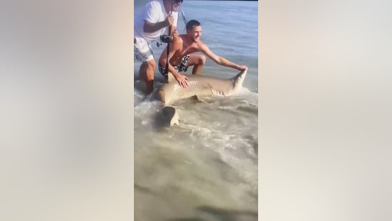 'Biggest shark': Man catches 7-foot sand tiger shark on Sea Isle City beach, releases it back into the ocean