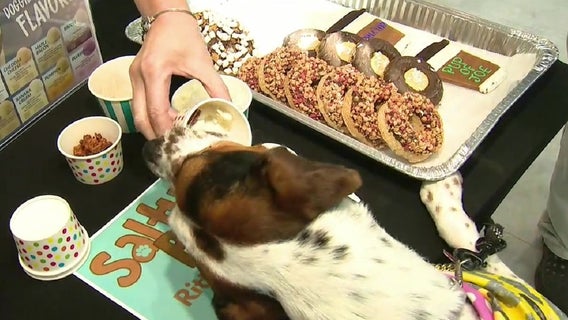 Museum of Illusions hosting Yappy Hour for your furry friends