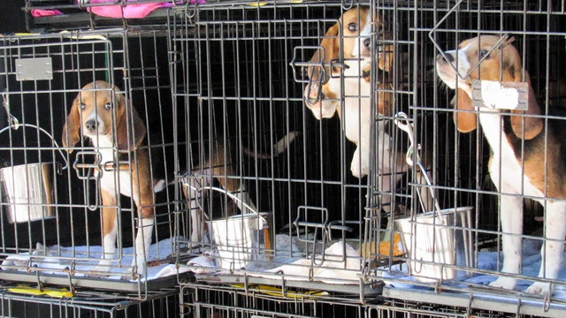 Local animal shelter receives nearly two dozen beagles rescued from mass breeding facility