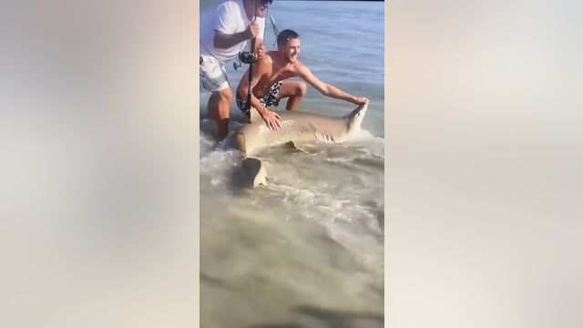 'Biggest shark': Man catches 7-foot sand tiger shark on Sea Isle City beach, releases it back into the ocean