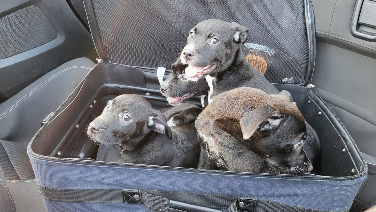 ‘Moving’ suitcase leads to puppy rescue on North Carolina highway