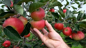 Kick off apple harvest season at the 4th annual Apple Fest in Salem County
