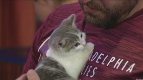 Brews for a good cause as annual Kegs for Cats is held benefiting organizations helping cats in need