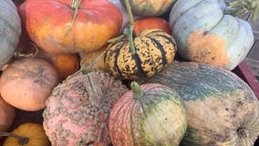 Pumpkin fall outlook: How the season’s harvest has withstood weather extremes