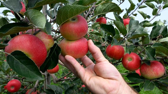 Kick off apple harvest season at the 4th annual Apple Fest in Salem County