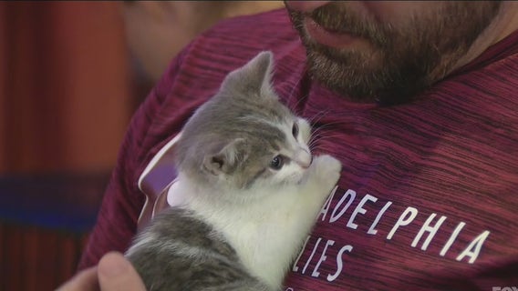 Brews for a good cause as annual Kegs for Cats is held benefiting organizations helping cats in need