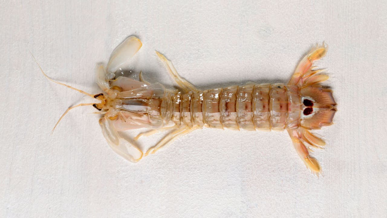 Beachgoers beware! Officials warns of aggressive shrimp with claws at Delaware beaches