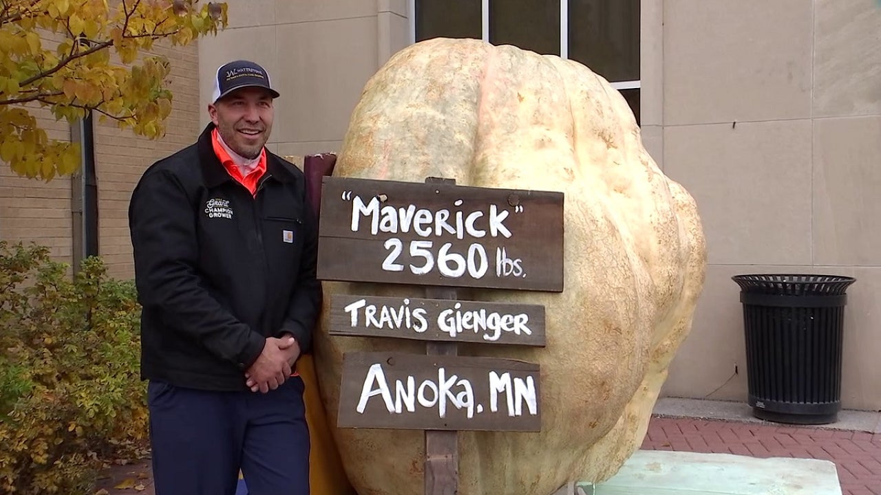 Massive Anoka pumpkin being carved into world's largest jack-o-lantern - Vimarsana News
