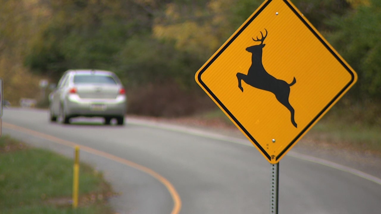 Oh deer!: Pennsylvania ranks among top states in deer-vehicle collisions, AAA says