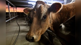 New Zealand proposes taxing cow burps, pee to tackle climate change