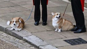 Sarah Ferguson shares update on Queen Elizabeth's corgis, says they've been 'taught well'