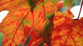 Discover fall foliage maps and where to see fall foliage right now