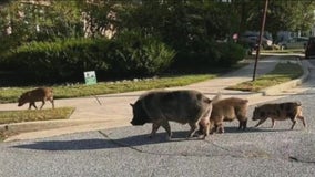 Video: Pigs roaming free, creating havoc a few weeks in Burlington County at last captured
