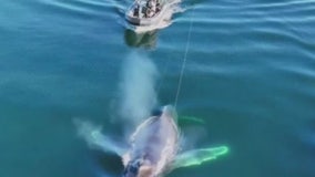 Watch: Rescuers free entangled humpback whale in Canada