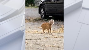 Cat gets head stuck in jar, gets named ‘Buzz Lightyear’