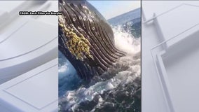 Watch: Breaching humpback whale shocks dad and son on fishing trip at the Jersey shore