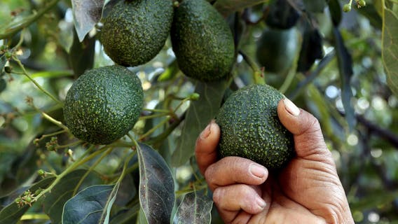 Avogeddon: Local nonprofit giving away 1 million free avocados at 3-day event in Philadelphia