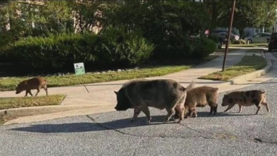 Video: Pigs roaming free, creating havoc a few weeks in Burlington County at last captured