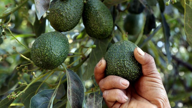 Avogeddon: Local nonprofit giving away 1 million free avocados at 3-day event in Philadelphia