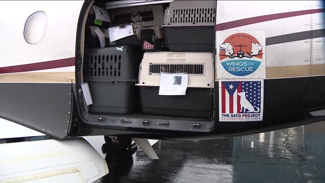 Dozens of shelter animals rescued from Hurricane Ian arrive in Delaware, ready for adoption