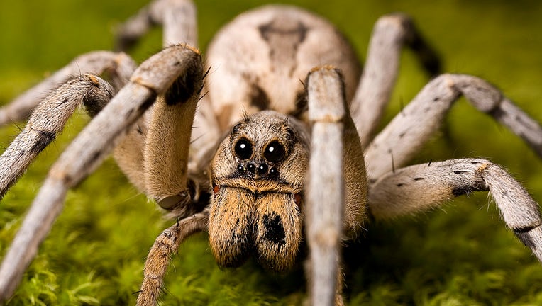 Dead spiders successfully turned into creepy claw machines