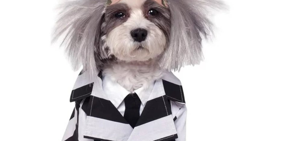 clown platter dog costume