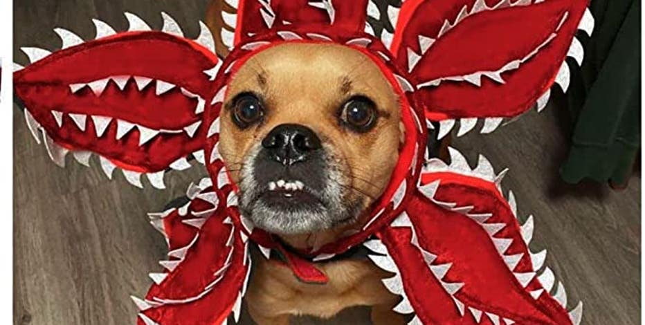 vampire costume for small dog