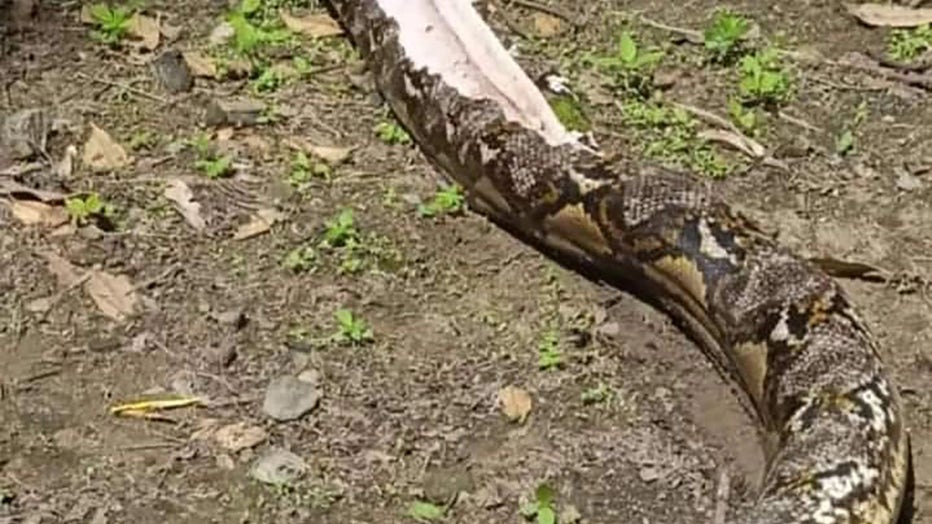 Burmese Python Eating Human