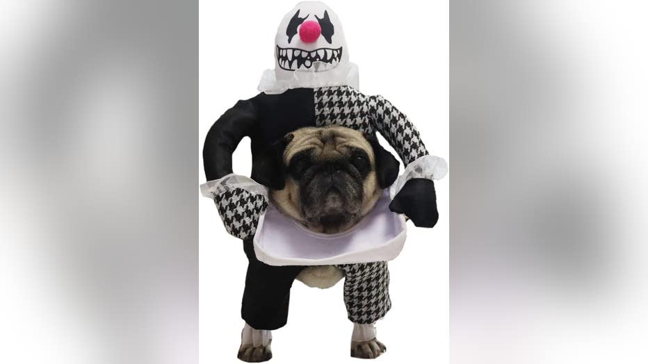 Boo Wow! The Top 10 Freakiest Scariest Halloween Dog Costumes  Dog  halloween costumes funny, Dog costumes funny, Pet halloween costumes